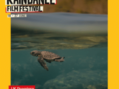 thumbnail_TURTLE WALKER-2-2