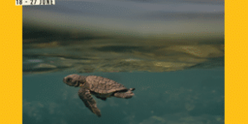 thumbnail_TURTLE WALKER-2-2
